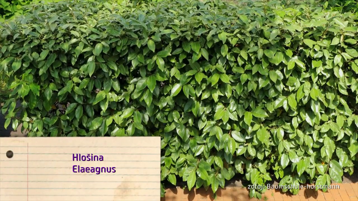 Nova zahrada - hlošina